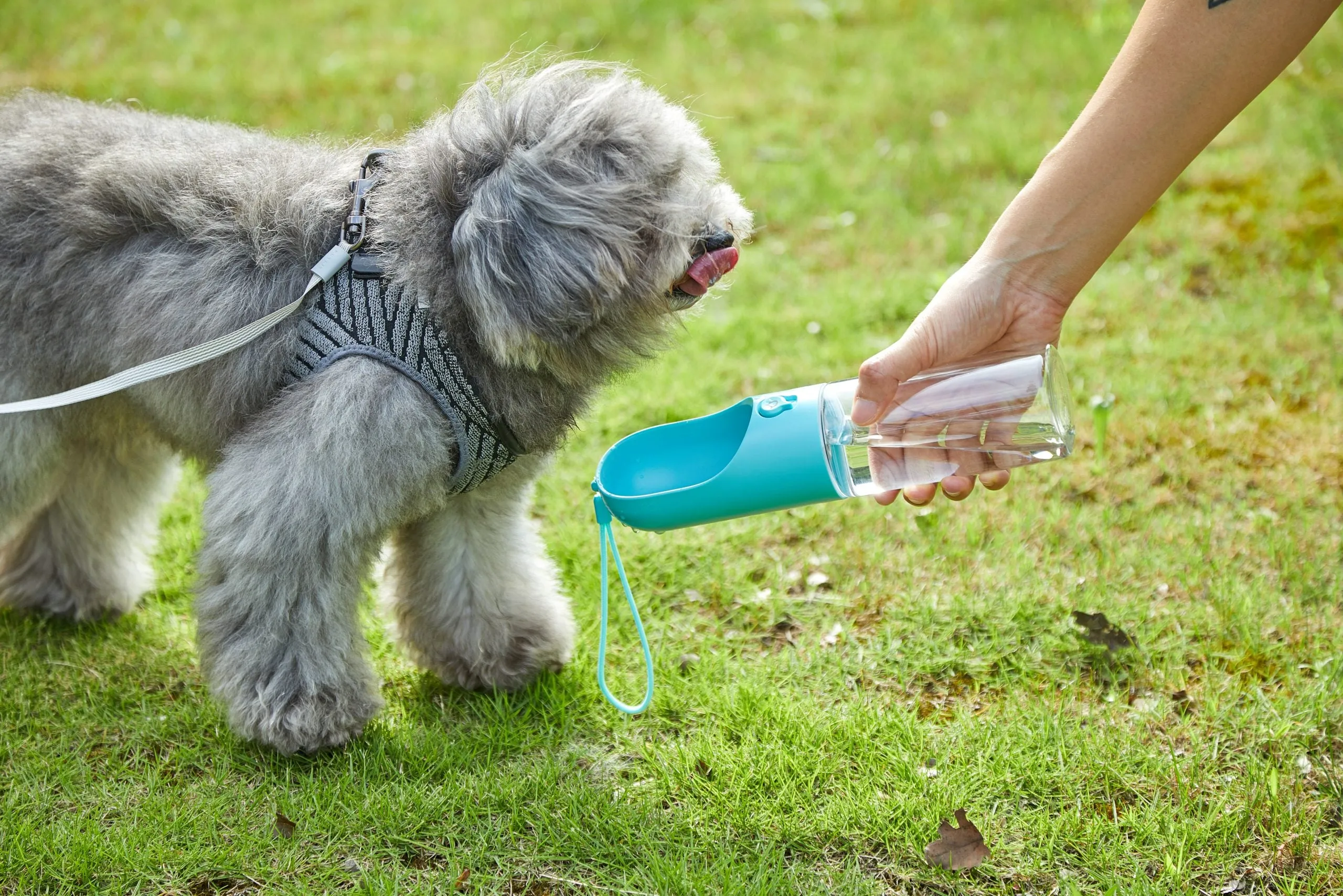 BPA-Free Portable Pet Water Bottle, Leak-Proof, 400ml - PETKIT