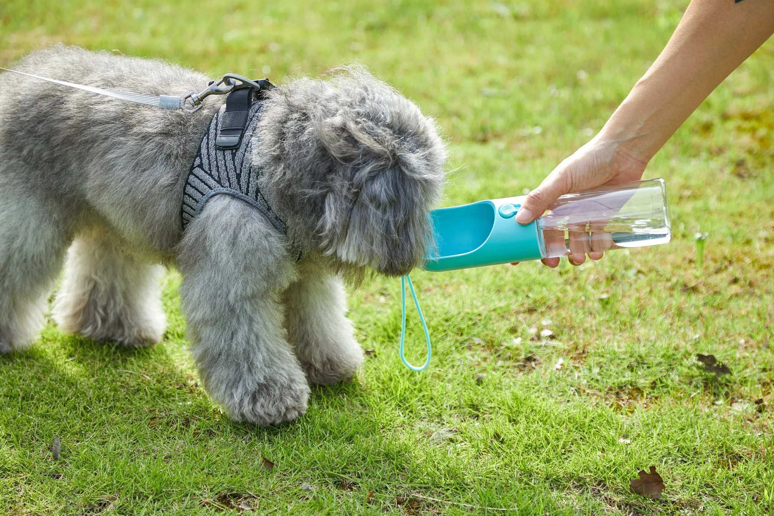 BPA-Free Portable Pet Water Bottle, Leak-Proof, 400ml - PETKIT