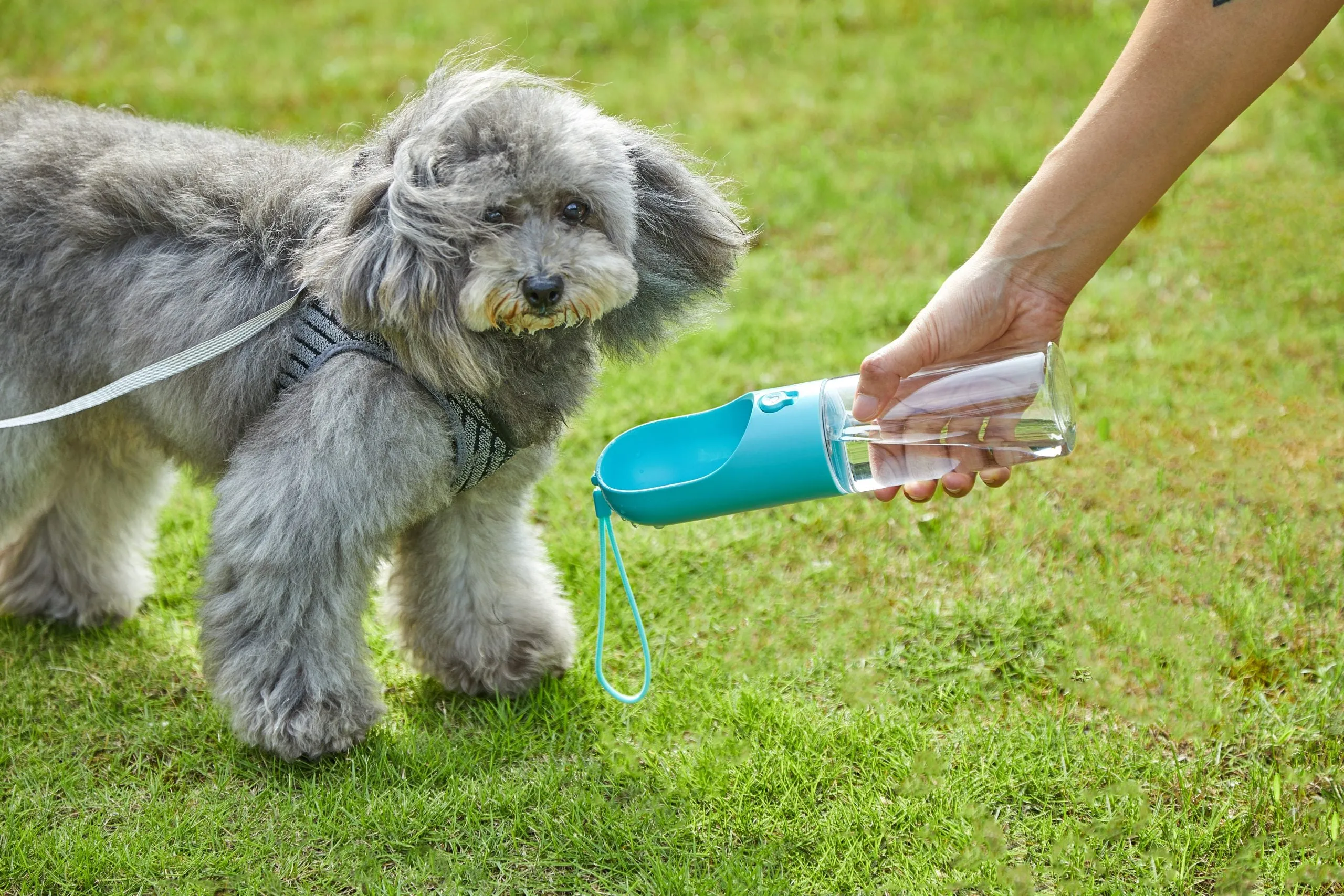 BPA-Free Portable Pet Water Bottle, Leak-Proof, 400ml - PETKIT