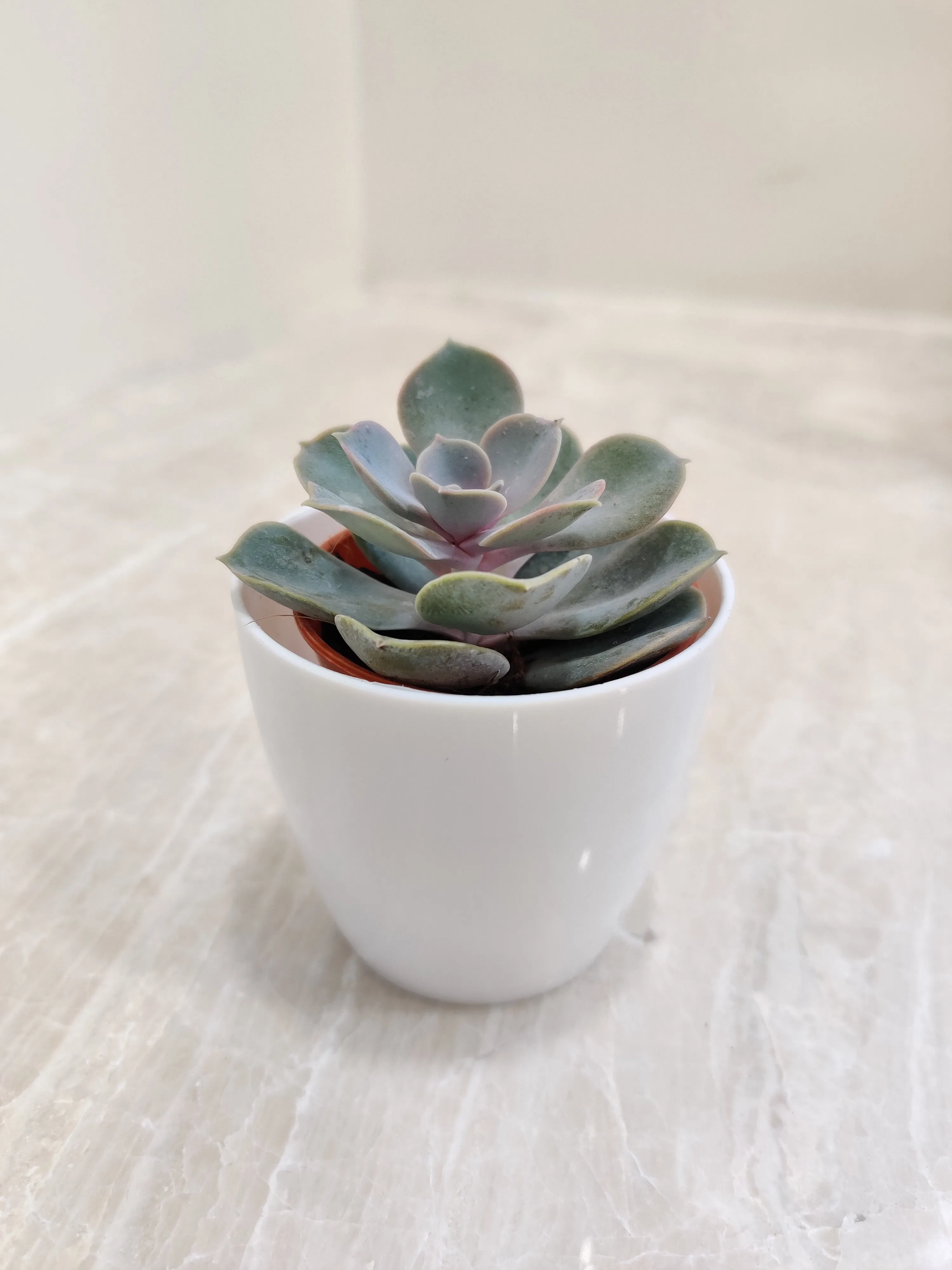 Sturdy Succulent - Corporate Gift