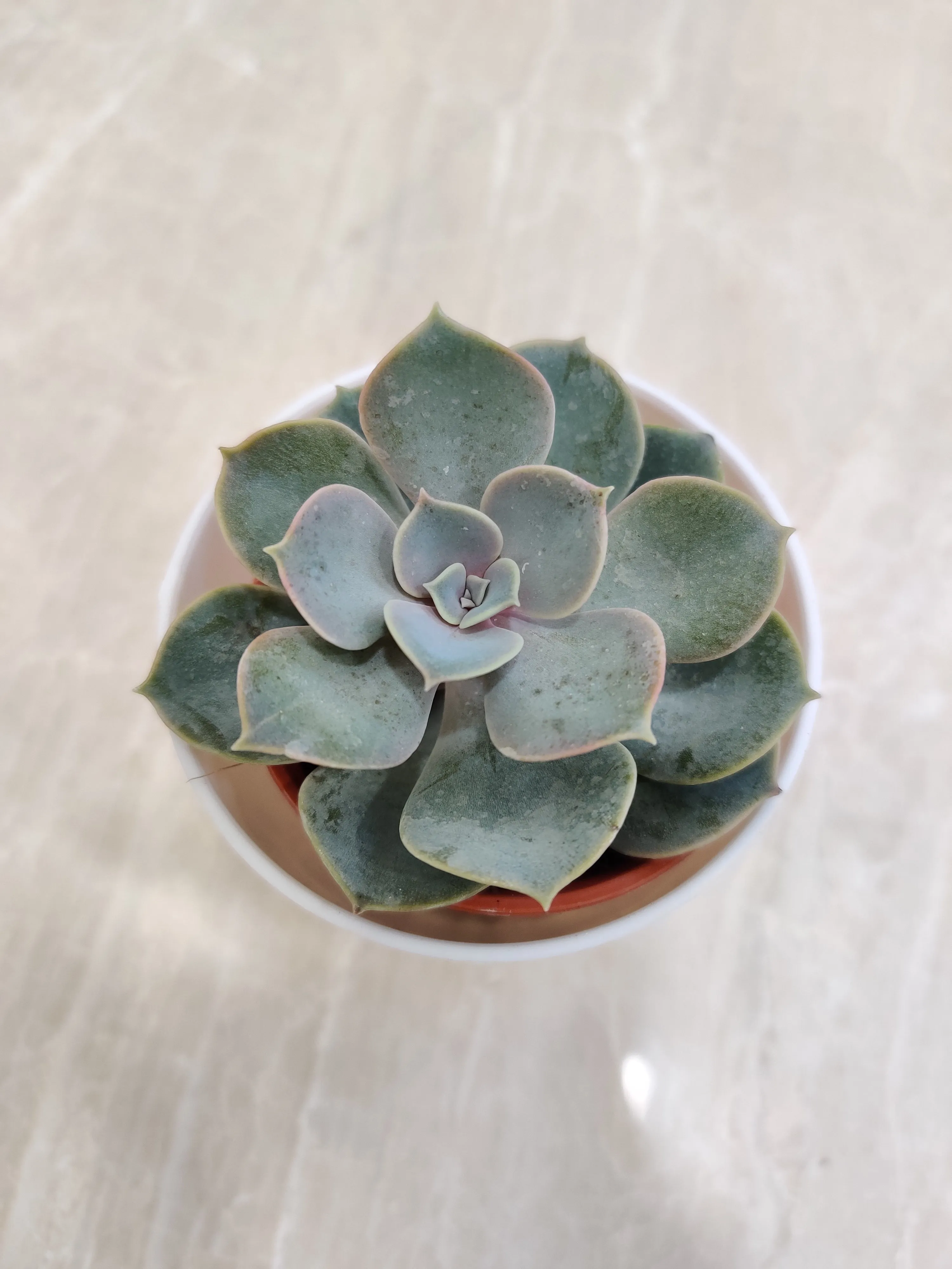 Sturdy Succulent - Corporate Gift