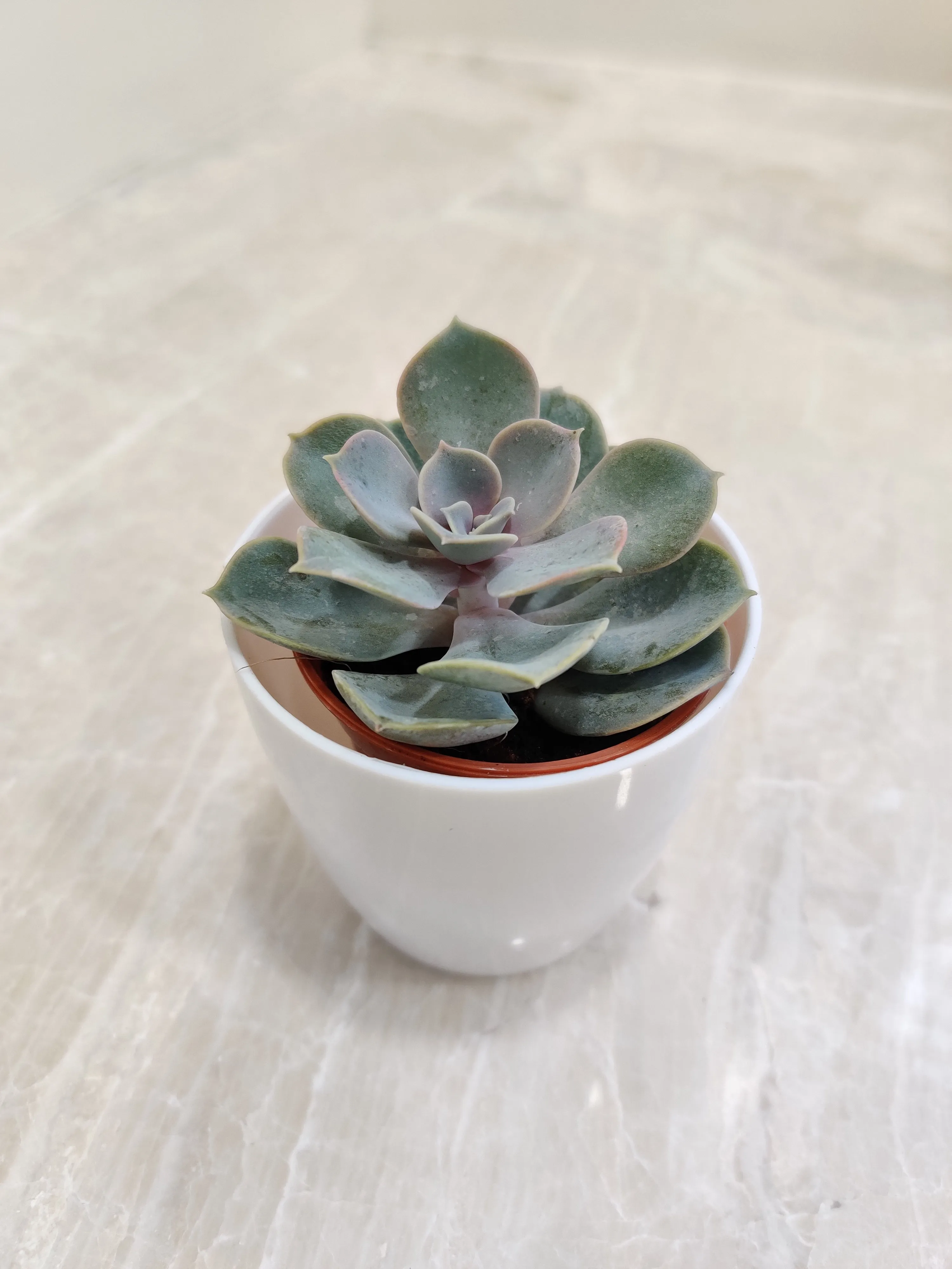 Sturdy Succulent - Corporate Gift