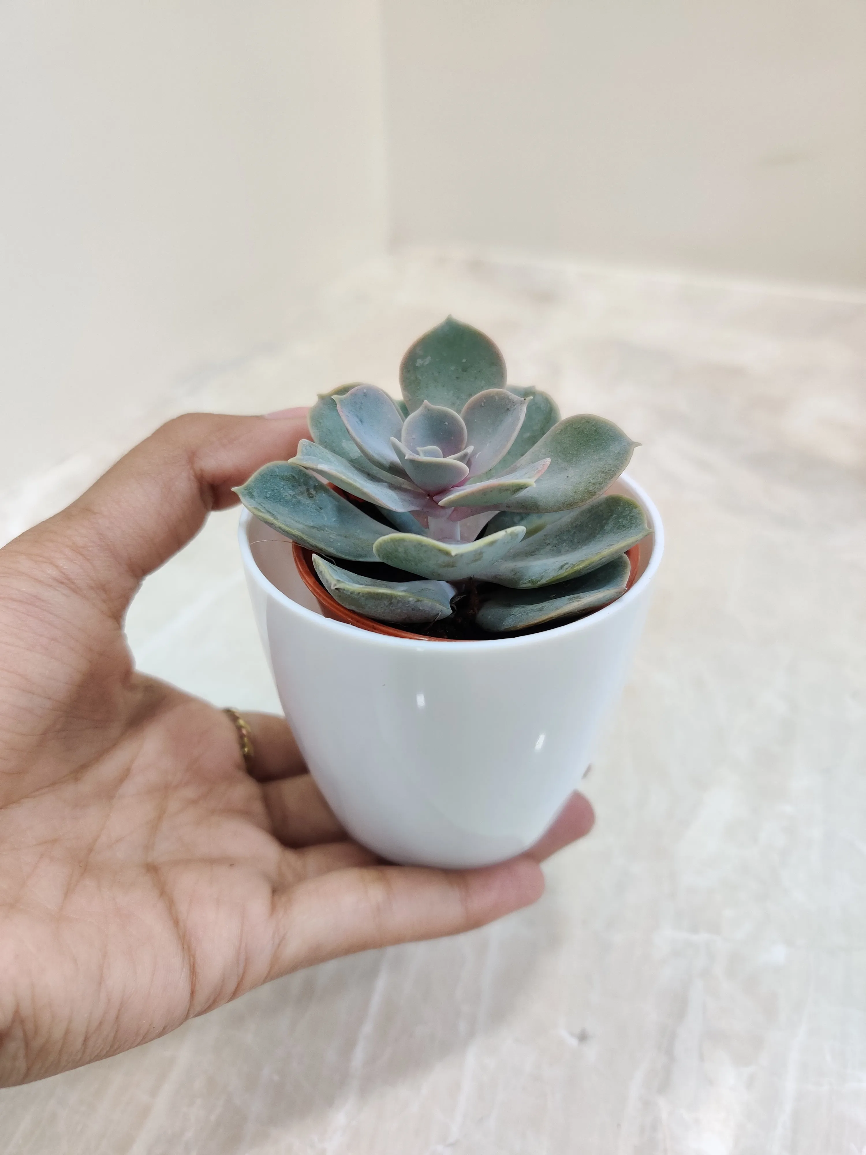 Sturdy Succulent - Corporate Gift